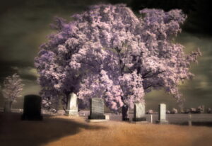Normand Métivier, Ives Cemetery, Compton, 2010, photographie numérique à l'infrarouge.